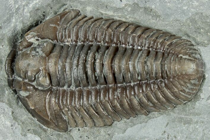 Prone Flexicalymene Trilobite - Mt Orab, Ohio #358146